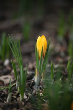 Early bloomers