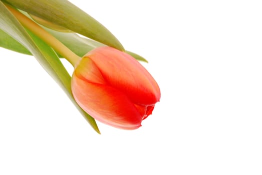 Tulip