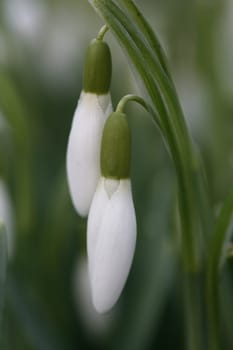 Snowdrop