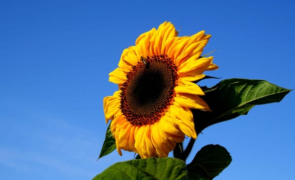 Sun in the wind