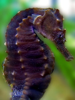 Hippocampus erectus