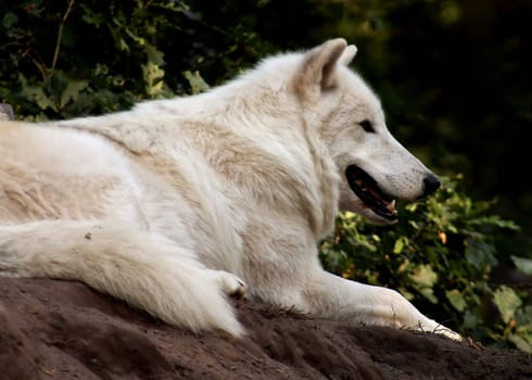 Arctic Wolf