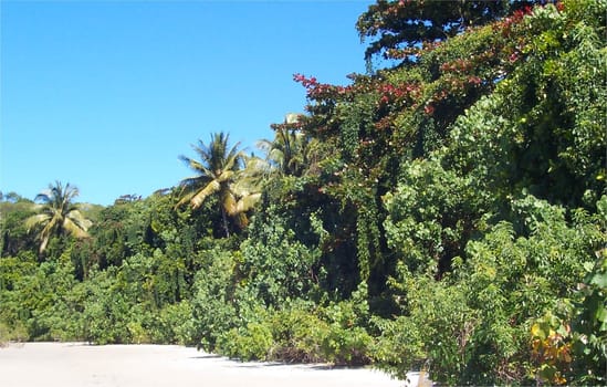 beach palms