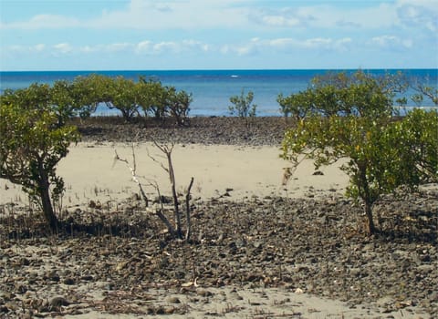 Mangrove beach