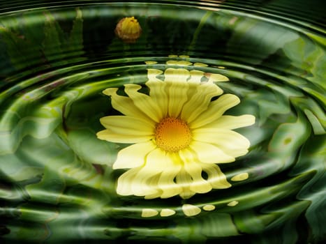Aquatic Flora - Flowers - Reflection