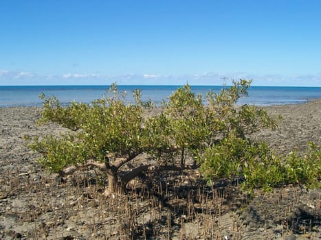 Cape Tribulation Swamps