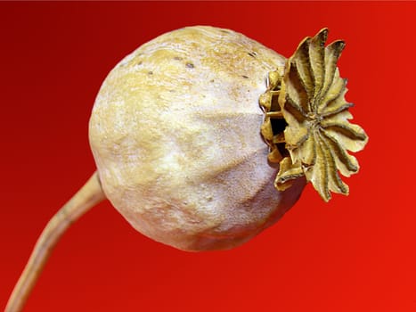 The capsule fruits of the poppy are used for semachor seed dispersal: If the stem is shaken by wind or touch,the fine seeds fall out of the pores of the poppy capsule as if from a salt shaker.