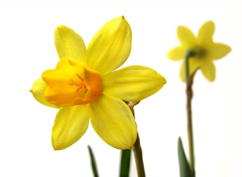 Daffodils