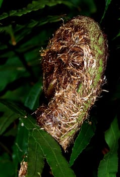 Tree fern