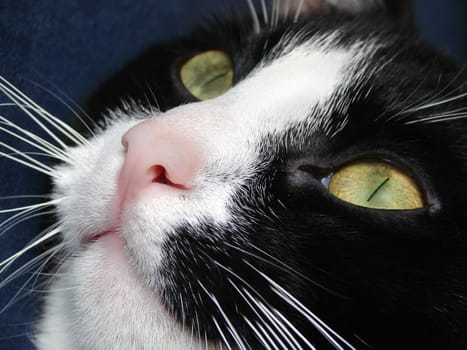 Cat face