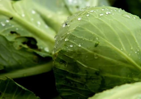 White cabbage