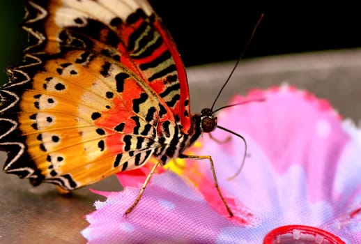 The Butterfly