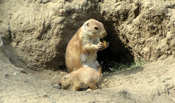 Meerkat with cub