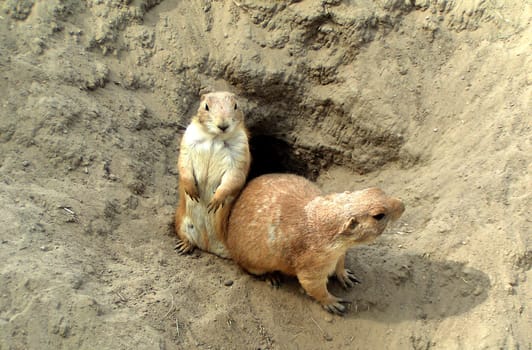 Meerkat