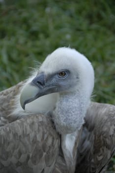 Young vulture