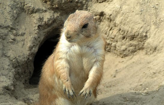 Meerkat