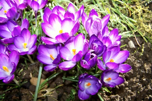 Spring Awakening