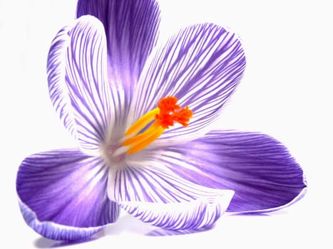 Crocus