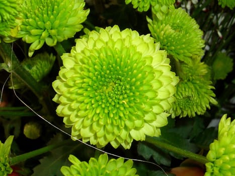 Compositae - Dendranthema species
