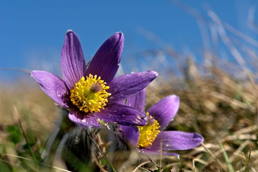 Flower of the Year 1996 (Pulsatilla vulgaris)