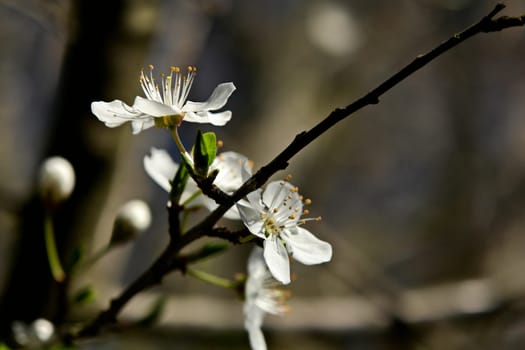 ... in our garden