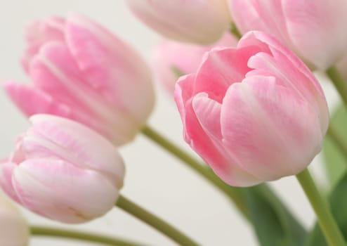 Tulips...
