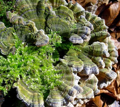 Deadwood is decomposed over the course of many years by bacteria,tree fungi (e.g.dem tinder fungus and Hallimasch) and many other lignicolic fungi. The resulting humus is a breeding ground for countless plants and a germination bed for the seedlings of our Wa