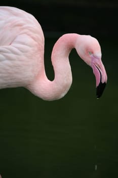 Graceful bird in pink