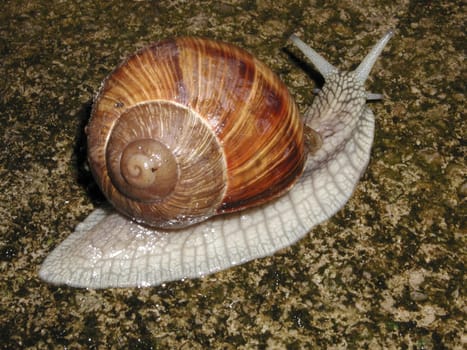 Snail