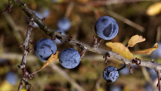 Elderberries