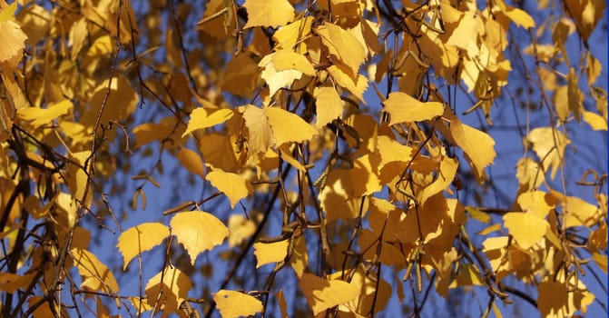 Autumnal