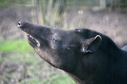 Lowland tapir (male)