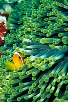 Anemone fish