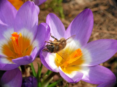 Crocus guest