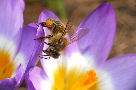 Honey bees