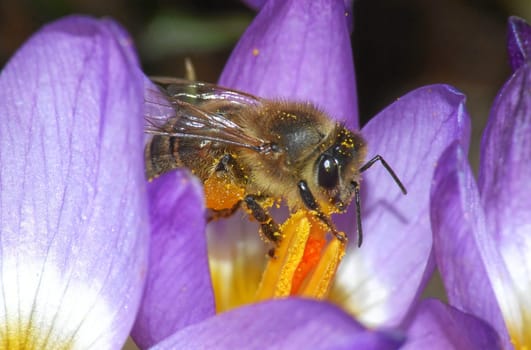Bee pollen everywhere