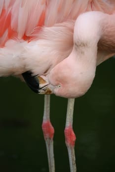 Graceful bird in pink