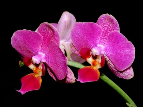Phalaenopsis flower branch