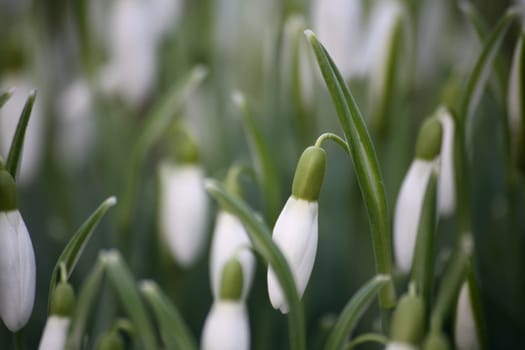 Heralds of spring
