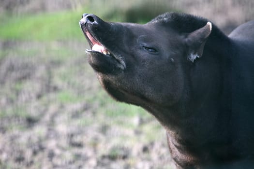 Lowland tapir (male)