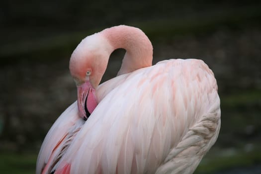 Graceful bird in pink