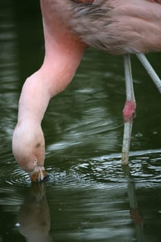 Graceful bird in pink