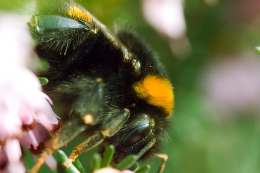 Bumblebee sipping nectar (180mm macro + Raynox)