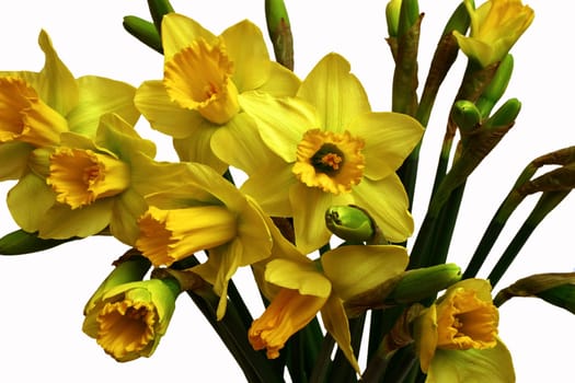 Daffodils