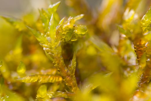 Moss,close-up