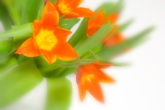 Spring dreams
