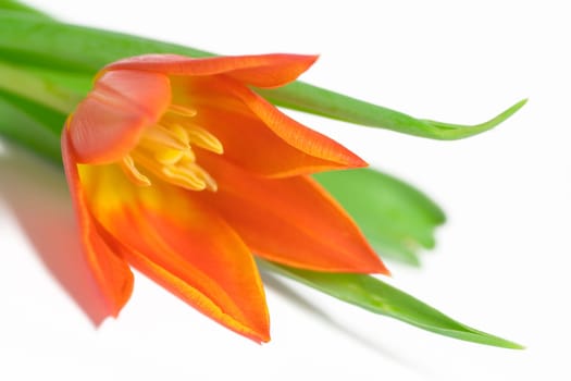 orange tulips
