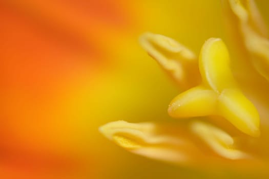 orange tulip