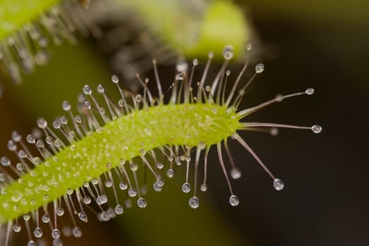 Drosera Capensis