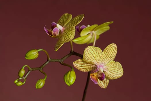 Orchid Vluyner Dwarf
